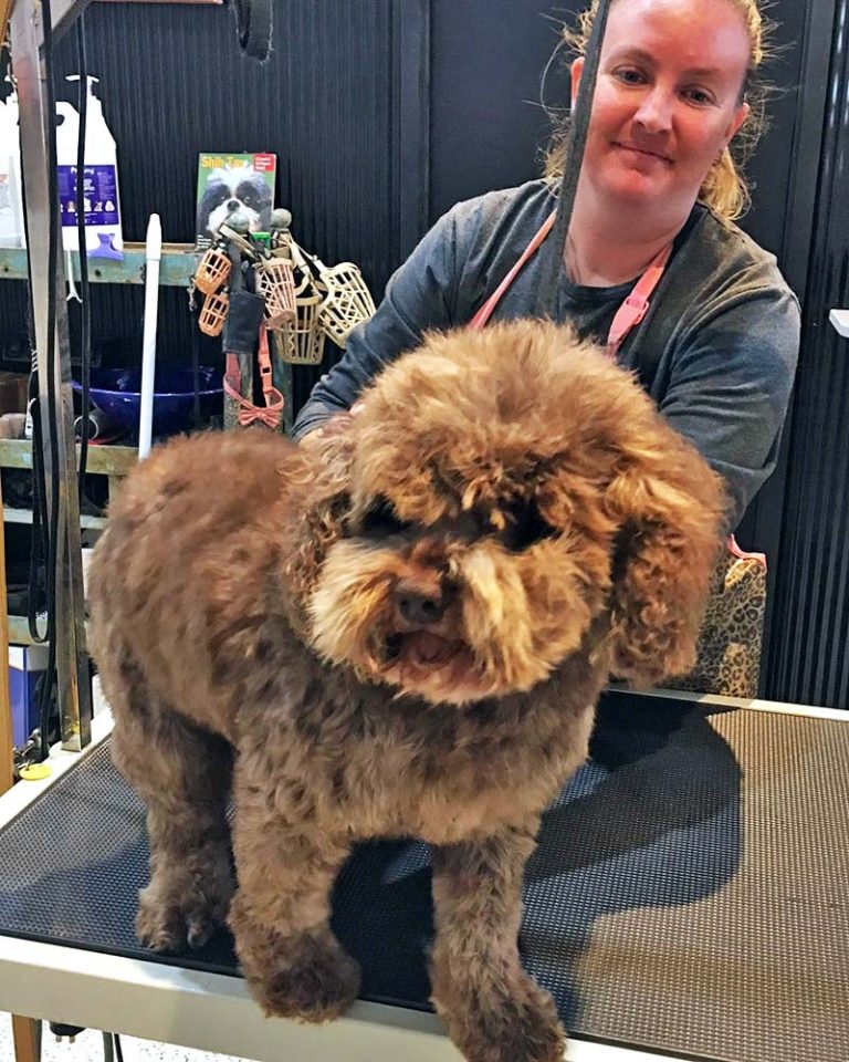 La Petterie Point Lonsdale Victoria Local Dog Grooming Services